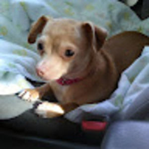 Meet your Posher, Terri